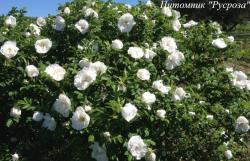 ROSA RUGOSA WHITE (Роза Ругоза Уайт)