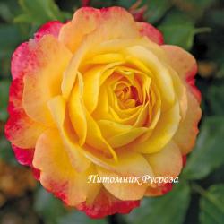 ROSE DER HOFFNUNG (Розе де Хофнун)