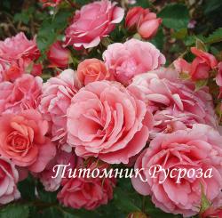 РОЗОВАЯ НОВОСТЬ (Rozovaja Novost)