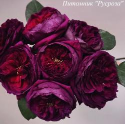 ROYAL PALACE (Роял Пэлас)