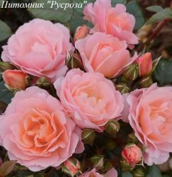 RUTHS DELIGHT (Рутс Делайт)