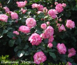 ROSLYNE (Розлин)