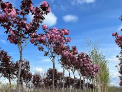 Сакура "Роял Бургунди" (Японская мелкопильчатая вишня) (Prunus Royal Burgundy)