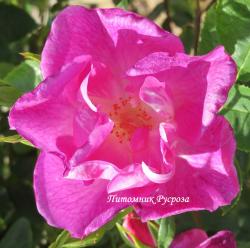 SIMPLY SUMPTUOUS (H136A) (Симпли Самчуэс)