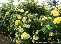 SMILING SUN (Смайлин Сан)