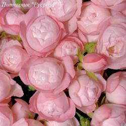 STRAWBERRY MACAROON (Строберри Макарун)