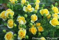 SUNRISE (SPRAY) (Санрайз)