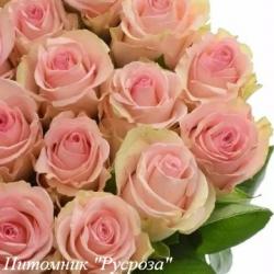 SVETLANA ЧГ (Светлана)