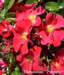 THE PRIOR ROSE (Зе Прайе Роуз)