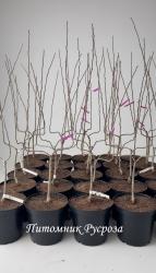 Груша "Парижанка"