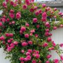 CLIMBING GARDEN BEAUTIES PINK (Клаймин Гаден Бьютис Пинк)