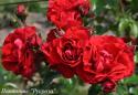 CLIMBING GARDEN BEAUTIES RED (Клаймин Гаден Бьютис Ред)