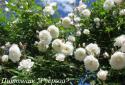 CLIMBING GARDEN BEAUTIES WHITE (Клаймин Гаден Бьютис Уайт)