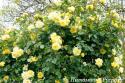 CLIMBING GARDEN BEAUTIES YELLOW (Клаймин Гаден Бьютис Йеллоу)