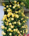 CLIMBING GARDEN BEAUTIES YELLOW (Клаймин Гаден Бьютис Йеллоу)