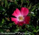 DELEMA (AVALANCHE ROSE 2001) (Дэлема)