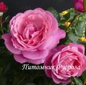 DESIREE (TAN10898) (Дезире)