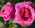 DESIREE (TAN10898) (Дезире)