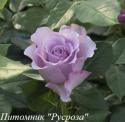 H21-109 VIOLET (Аш 21-108 Вайолет)