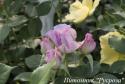 H21-109 VIOLET (Аш 21-108 Вайолет)