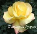 ЯЛТИНСКОЕ СОЛНЫШКО (JALTINSKOE SOLNYSHKO)