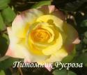 ЯЛТИНСКОЕ СОЛНЫШКО (JALTINSKOE SOLNYSHKO)