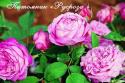 LA REINE VICTORIA (Ля Рен Виктория)