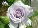 MISTY PURPLE (Мисти Пёпл)
