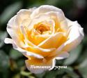 MARY BERRY ROSE (Мэри Бэри Роуз)