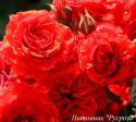 ORANGE BABYFLOR (Оранж Бэбифло)