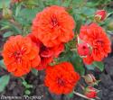 ORANGE BABYFLOR (Оранж Бэбифло)
