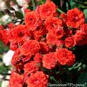 ORANGE BABYFLOR (Оранж Бэбифло)