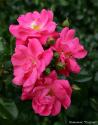 PALMENGARTEN FRANKFURT (KORSILAN) (Пальменгартен Франкфурт)