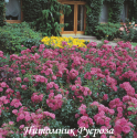 PALMENGARTEN FRANKFURT (KORSILAN) (Пальменгартен Франкфурт)