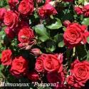 RED MIKADO (Ред Микадо)