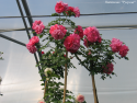 ROSARIUM UETERSEN (Розариум Ютерзен)