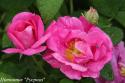 ROSA GALLICA (RED ROSE) (Роза Галлика)