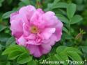 ROSA RUGOSA PINK (Роза Ругоза Пинк)