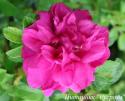 ROSA RUGOSA RED (Роза Ругоза Ред)