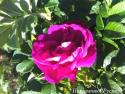 ROSA RUGOSA RED (Роза Ругоза Ред)
