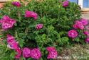 ROSA RUGOSA RED (Роза Ругоза Ред)