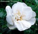 ROSA RUGOSA WHITE (Роза Ругоза Уайт)