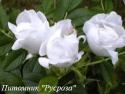 ROSA RUGOSA WHITE (Роза Ругоза Уайт)