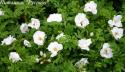 ROSA RUGOSA WHITE (Роза Ругоза Уайт)