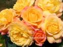 ROSE DER HOFFNUNG (Розе де Хофнун)