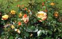 ROSE DER HOFFNUNG (Розе де Хофнун)