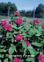 ROSE DE RESHT (Роз де Реш)