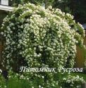 ROSA HELENAE SEMIPLENA (Роза Эльнэ Семиплена)