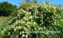 ROSA HELENAE SEMIPLENA (Роза Эльнэ Семиплена)