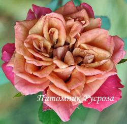 CHA-CHA (JAPAN) (Ча-Ча)